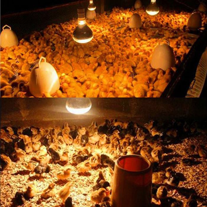 Applicable places for 250w red heat lamp bulb